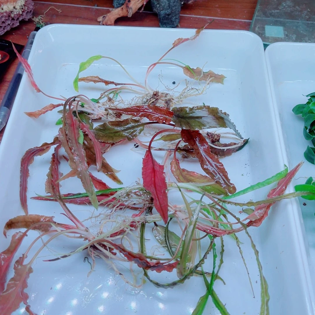 波***哥美小呆哇塞套餐一份