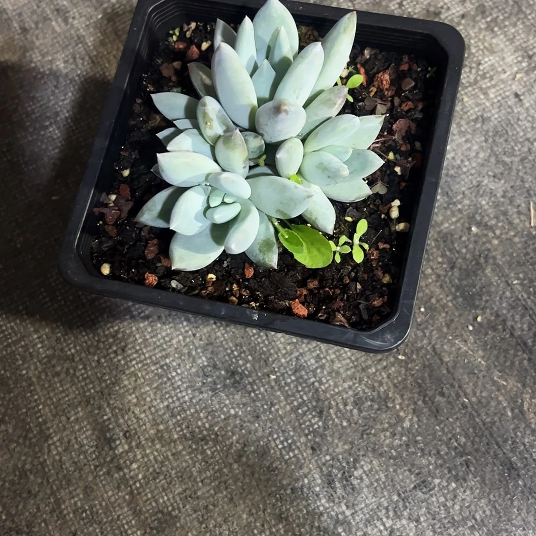 小***狸伊丽莎白多肉植物