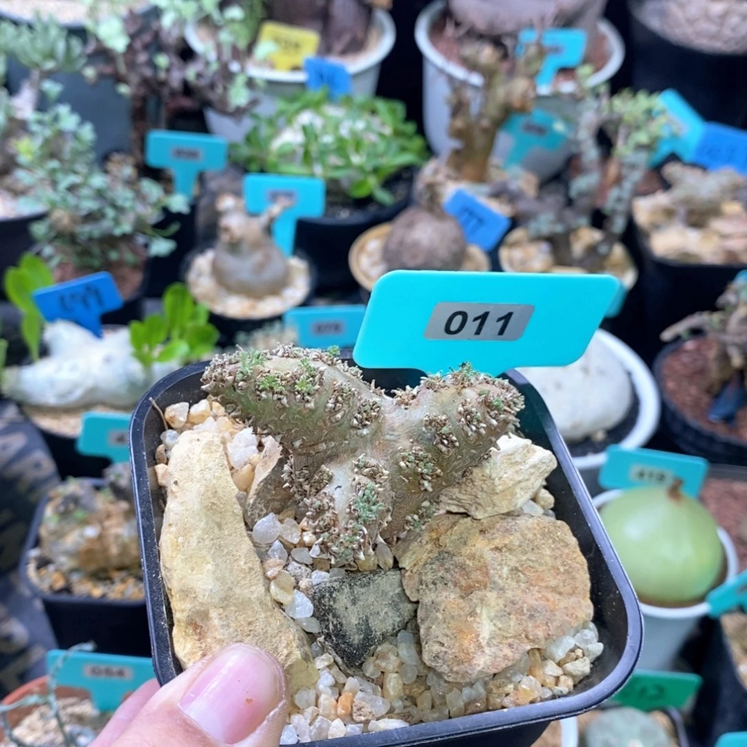 白皮越界多肉植物
