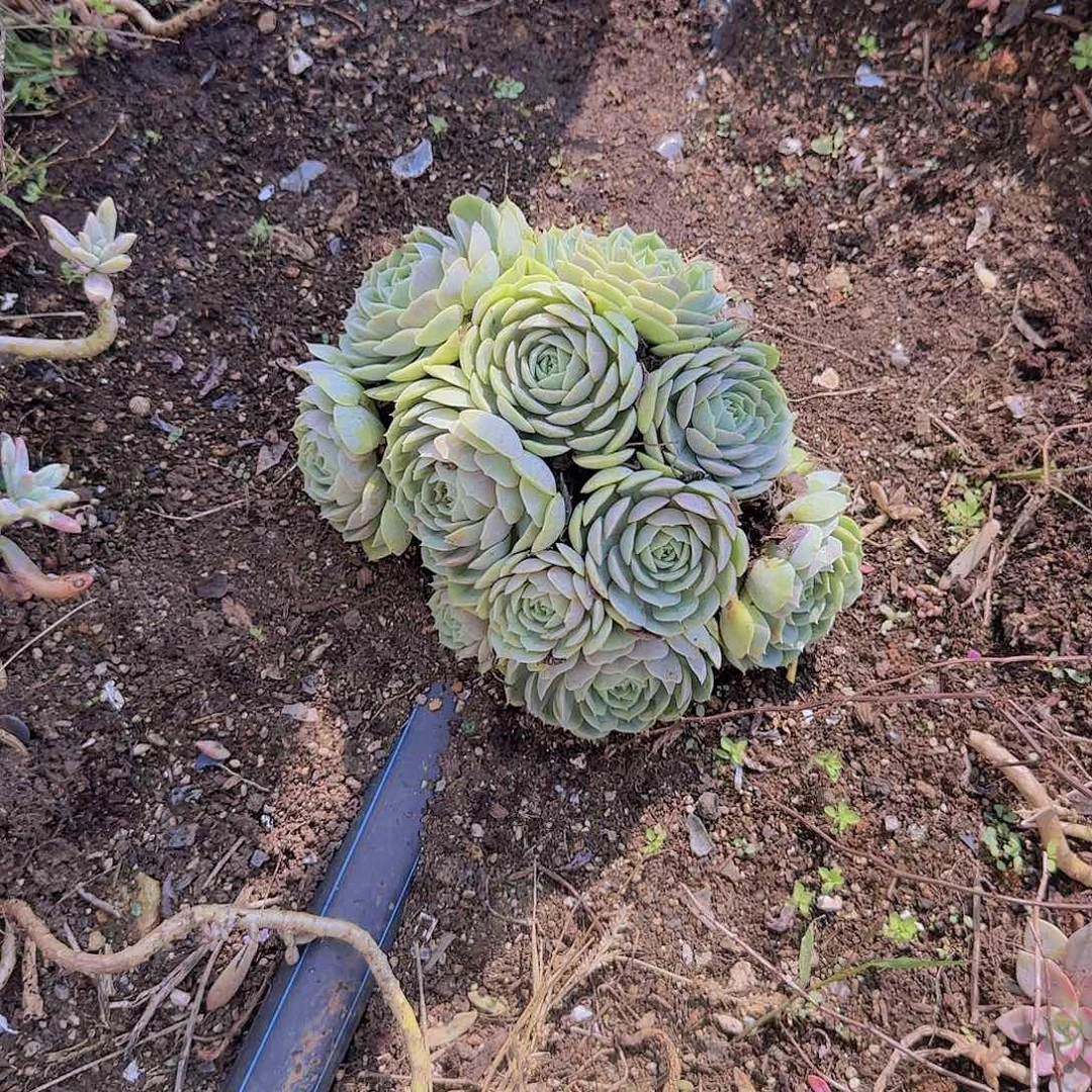 盆栽昂斯诺多肉多肉