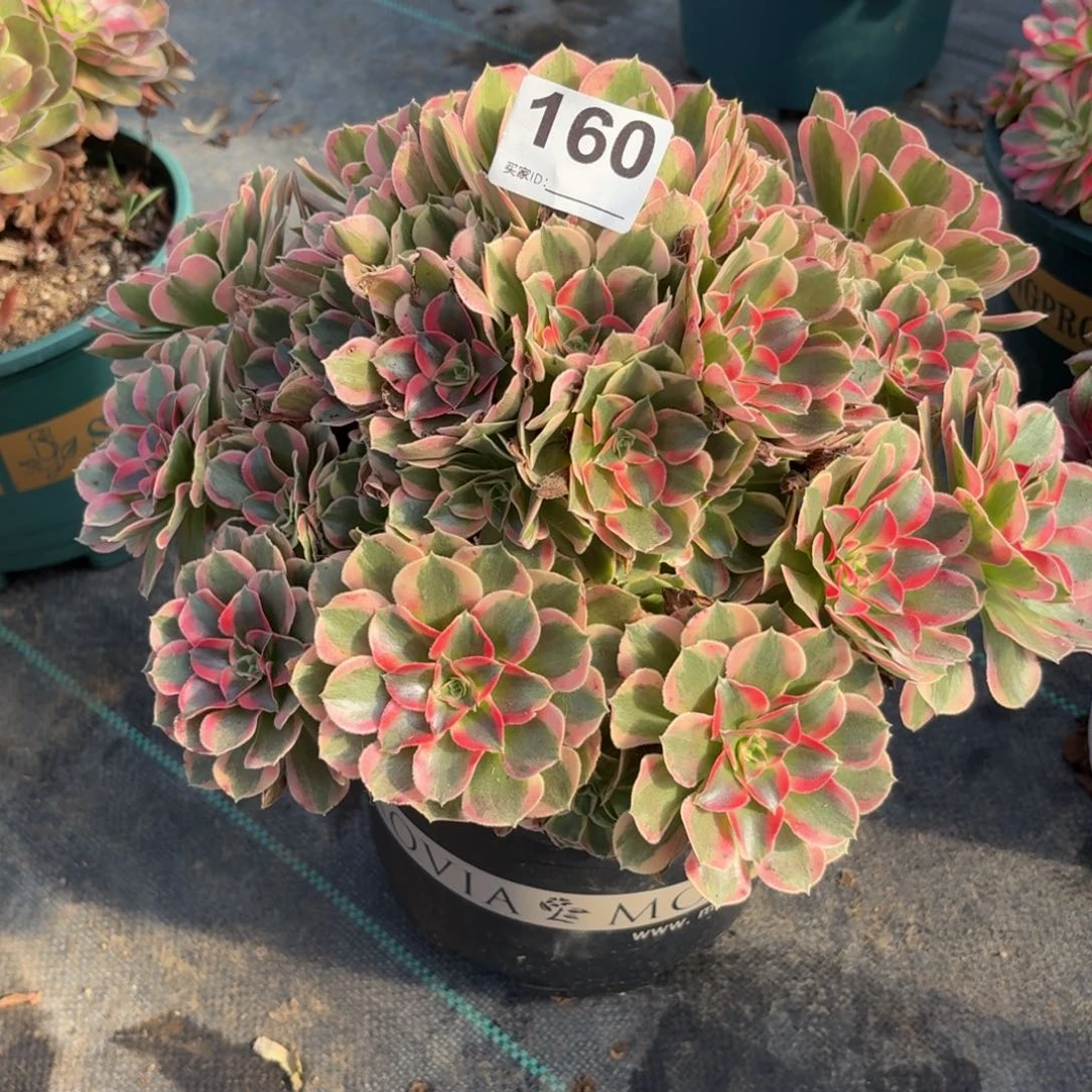 160女妖多肉植物发货