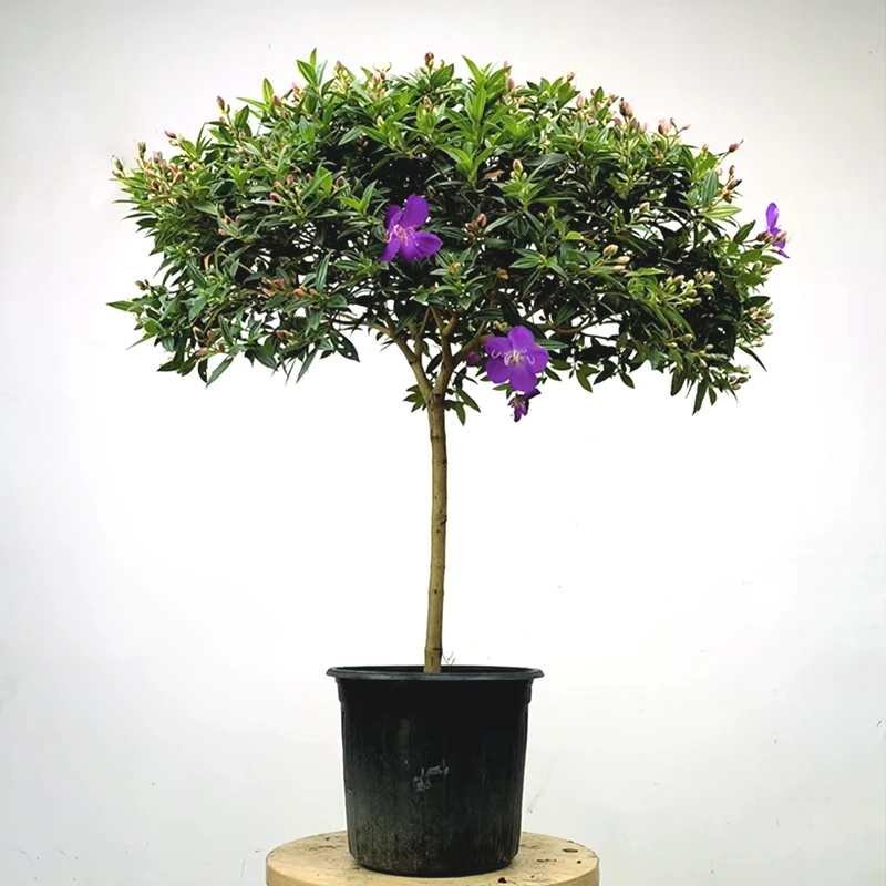 巴西野牡丹 紫牡丹 盆栽 蓝稔花苗 庭院花卉植物 紫色花