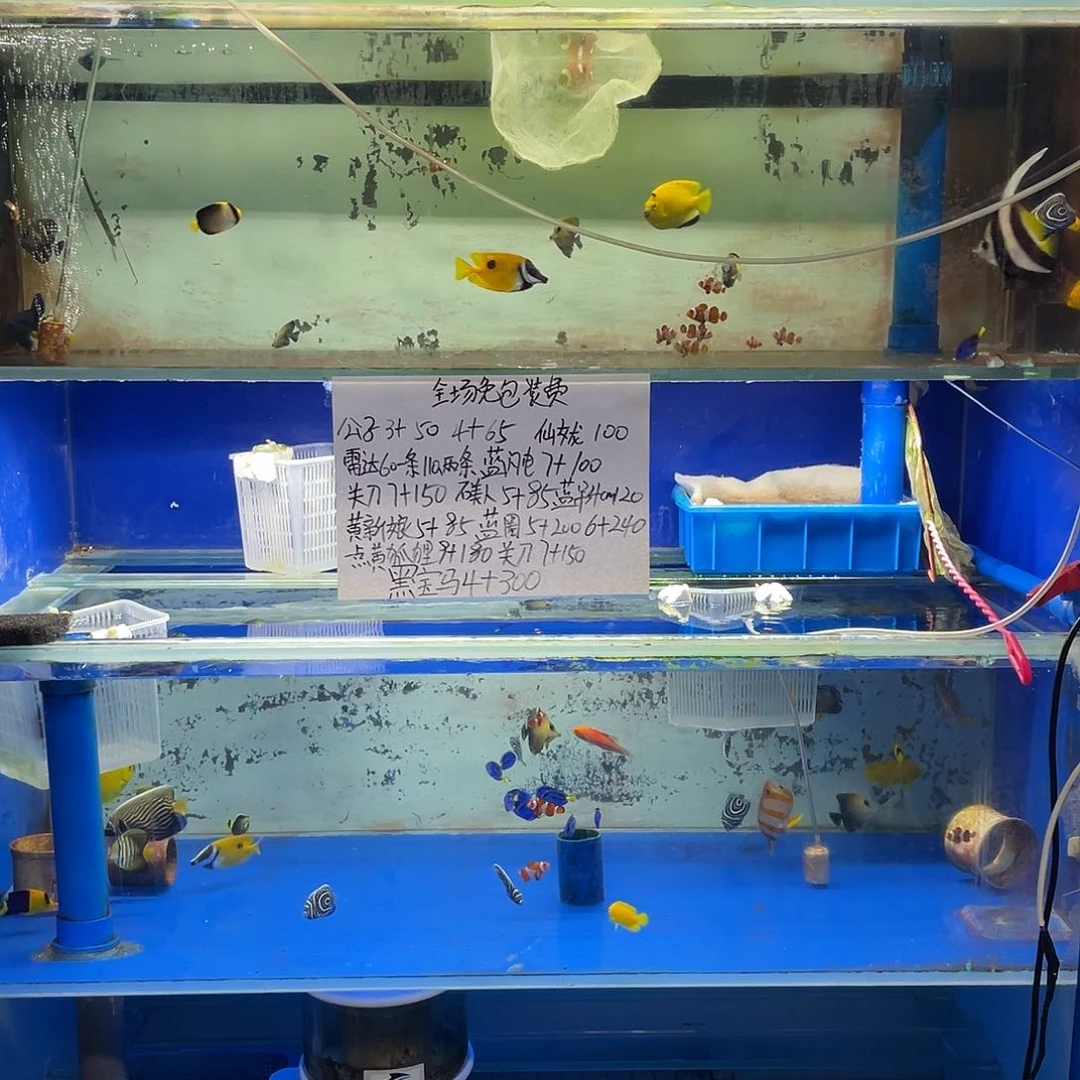 海水鱼拾*公子4+ 两个65一个三角吊5+80