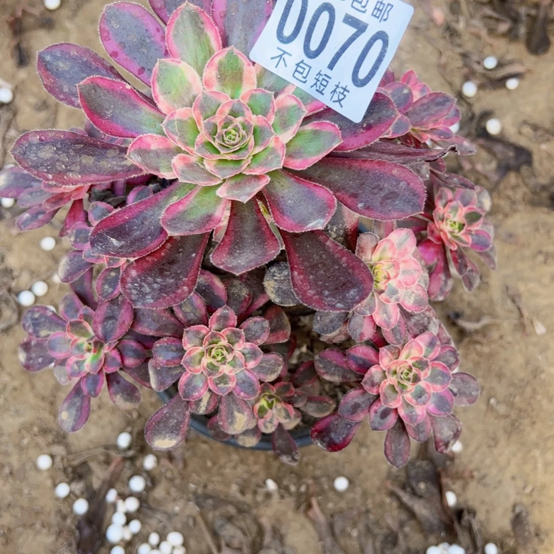 香奈儿多肉植物0070