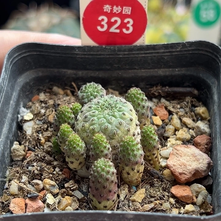 紫丽丸群一棵仙人球