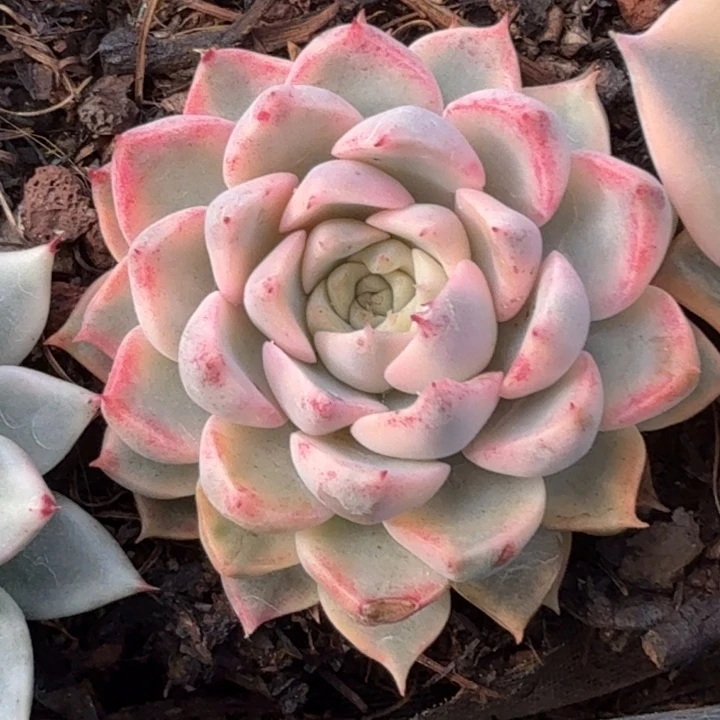 红袖锦多肉植物一物一拍