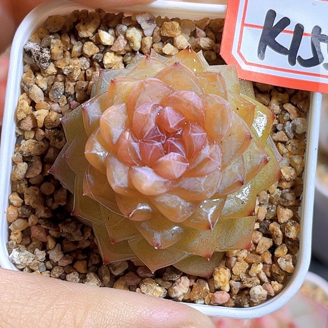 K155新品珍妮   满18包邮