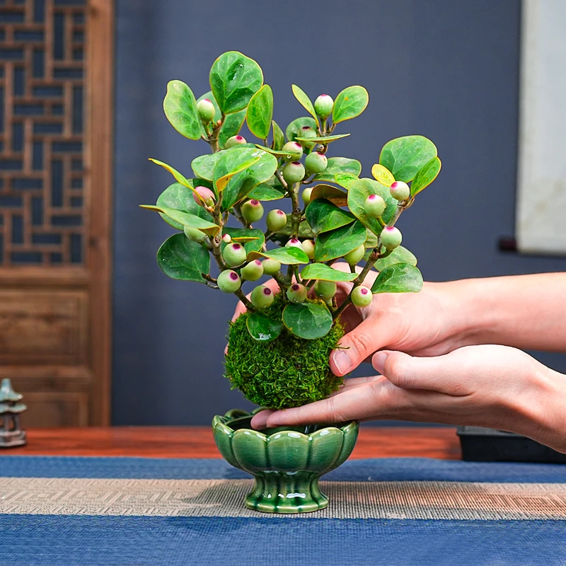 水培款【带果发货】一叶一菩提莲花盆客厅室内桌面盆栽盆景