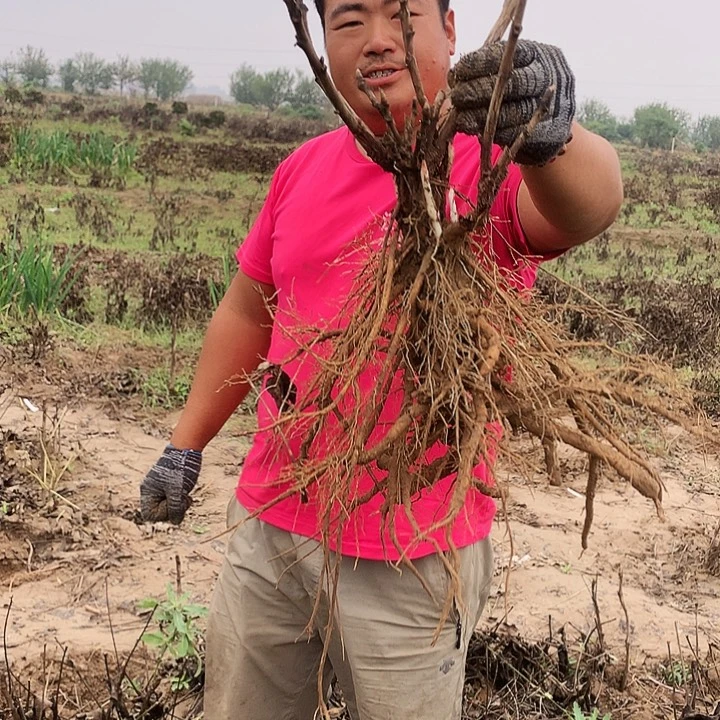 当前无花朵，栽培后可花朵赵粉84