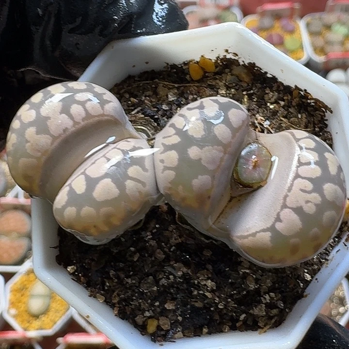 生石花3:：：：。  392号