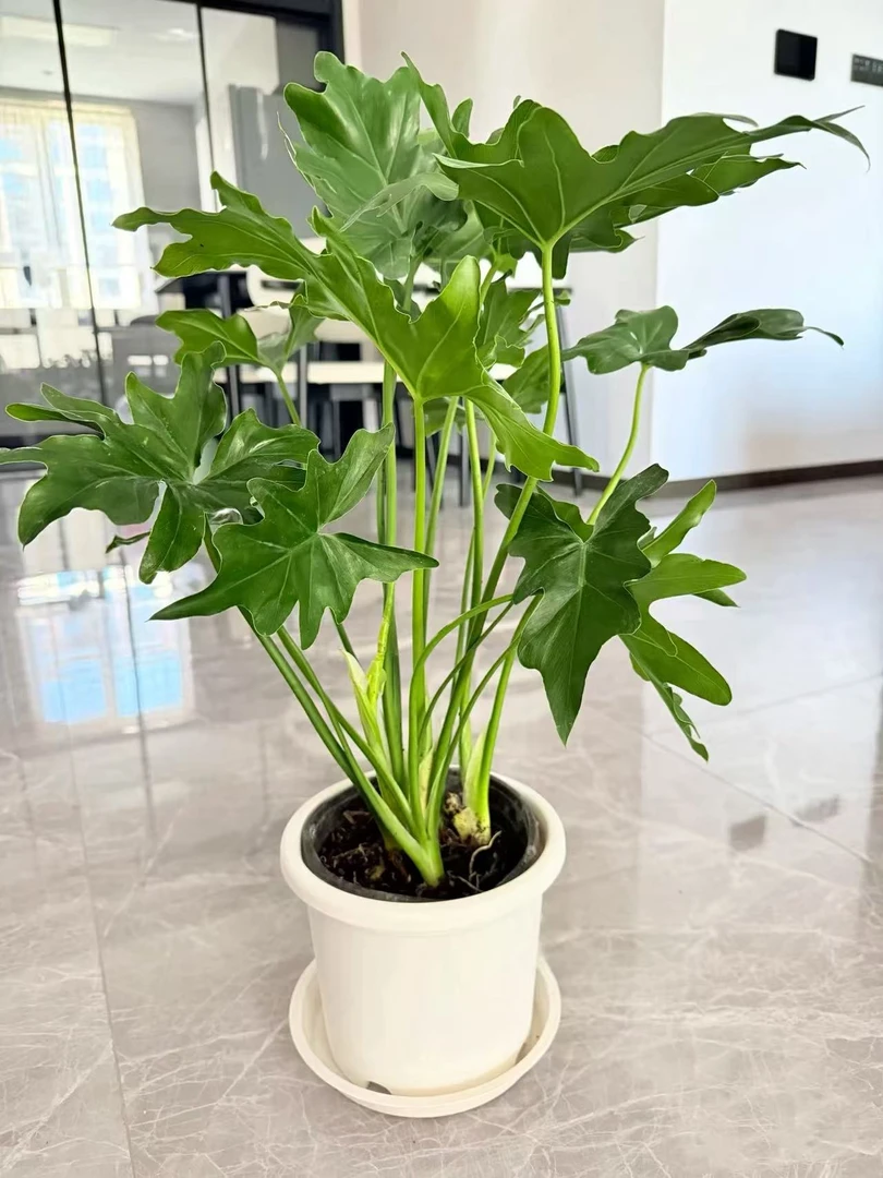 春羽希望蔓绿绒双株大棵大冠服高颜值室内绿植客厅玄关易养耐活