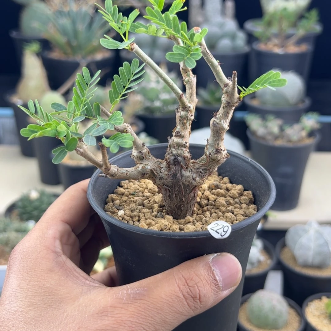 沙漠苏木实生一物一拍
