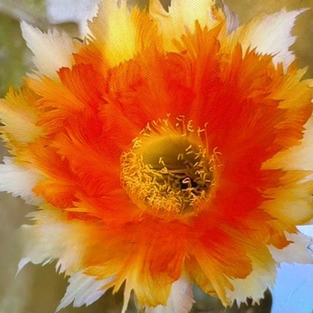 魔羽侧芽4公分彩草