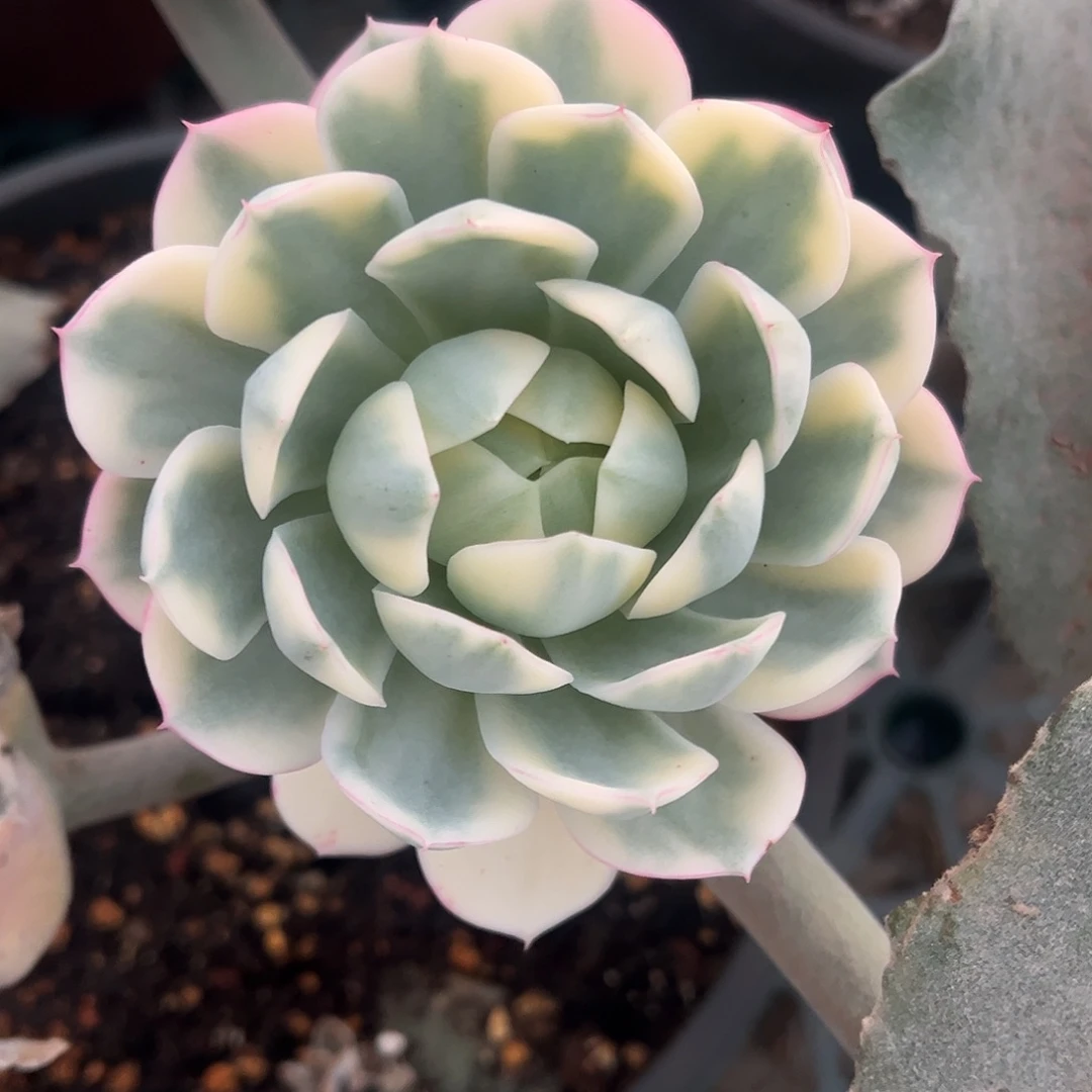 粉水晶锦 婕宝一物一拍