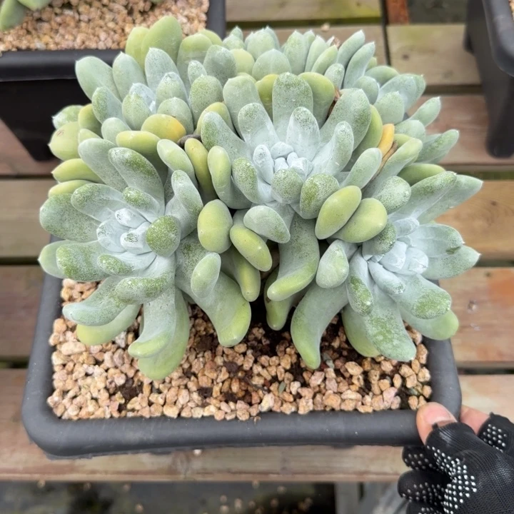 三****拇指仙女杯多肉植物