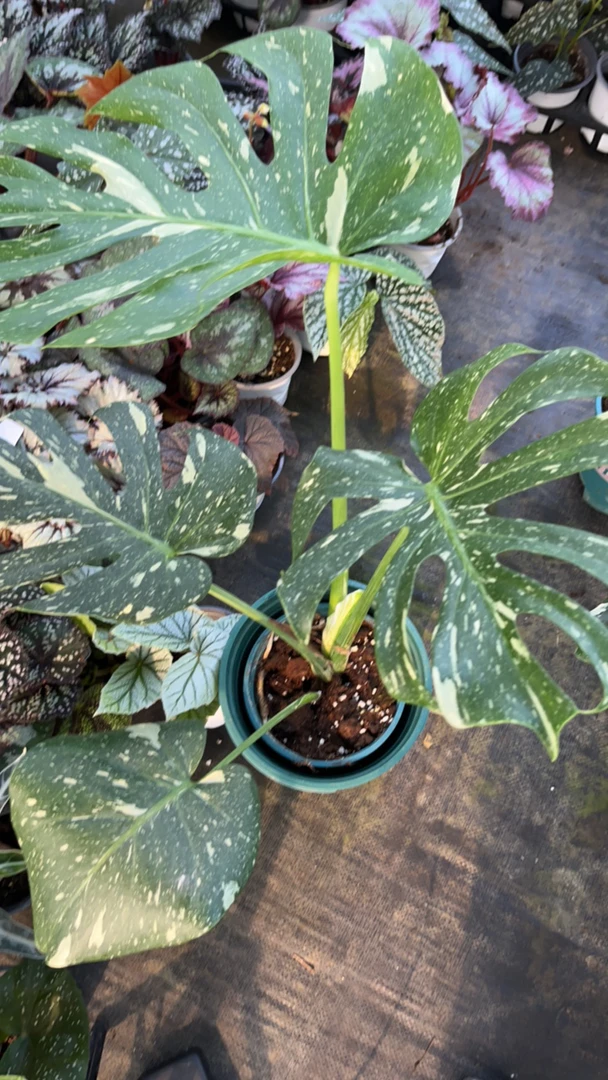 绿植盆栽室内易养活四季好养护轻微叶损不售后只包开箱介意勿拍