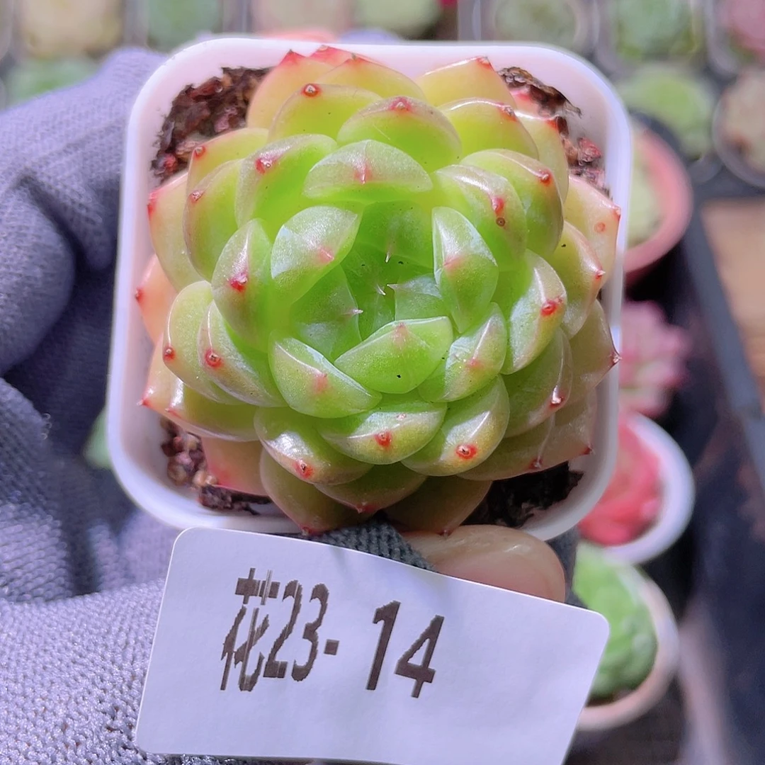 花利美23-14新品