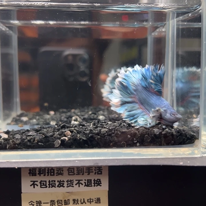 斗鱼竞拍跑单拉黑17日78