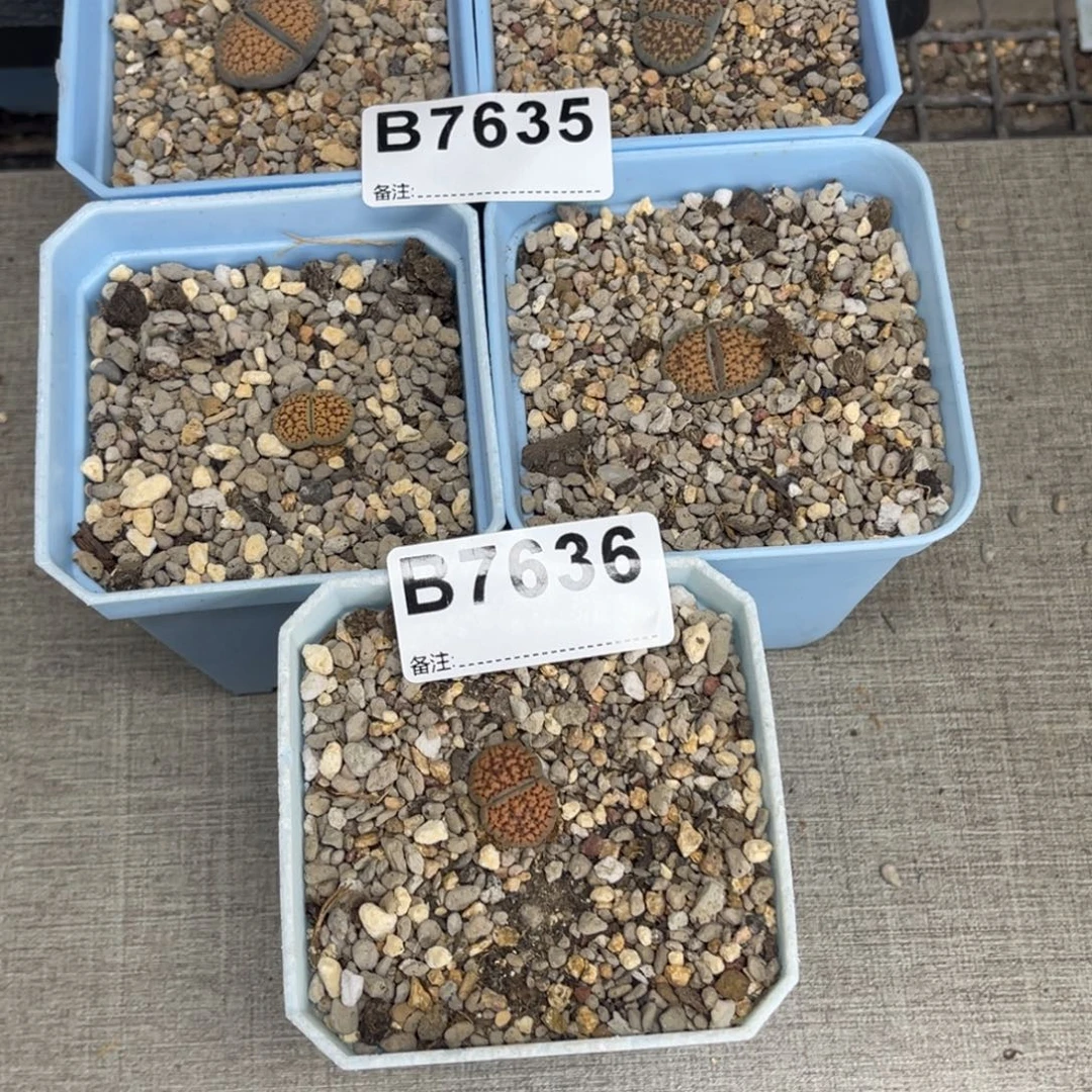 古***宁7635，7636血点5左上12云中20下8