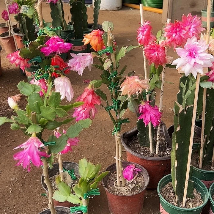 t***g预订叶仙嫁接一层两颗带花架