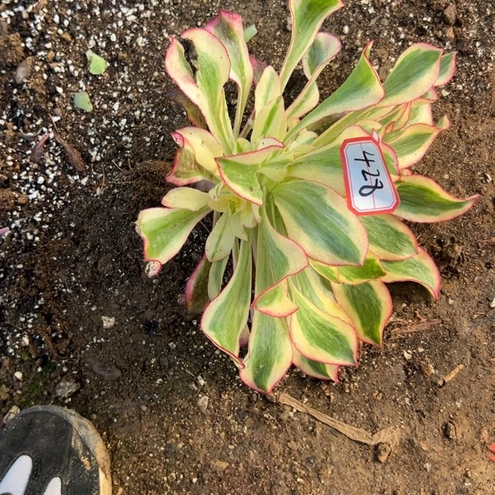 多肉植物428不售后