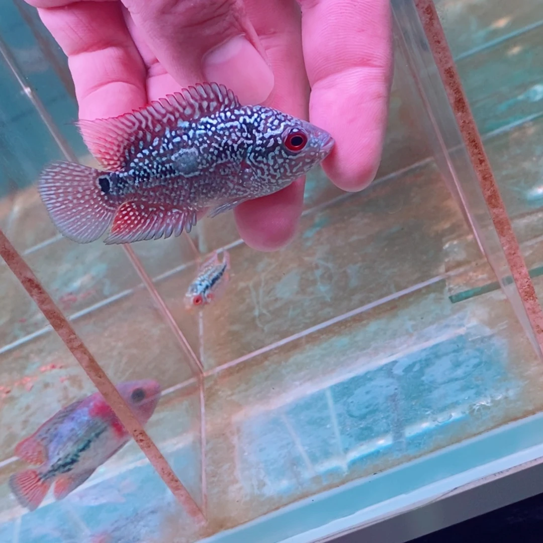4厘米不分公母热带鱼郑****队
