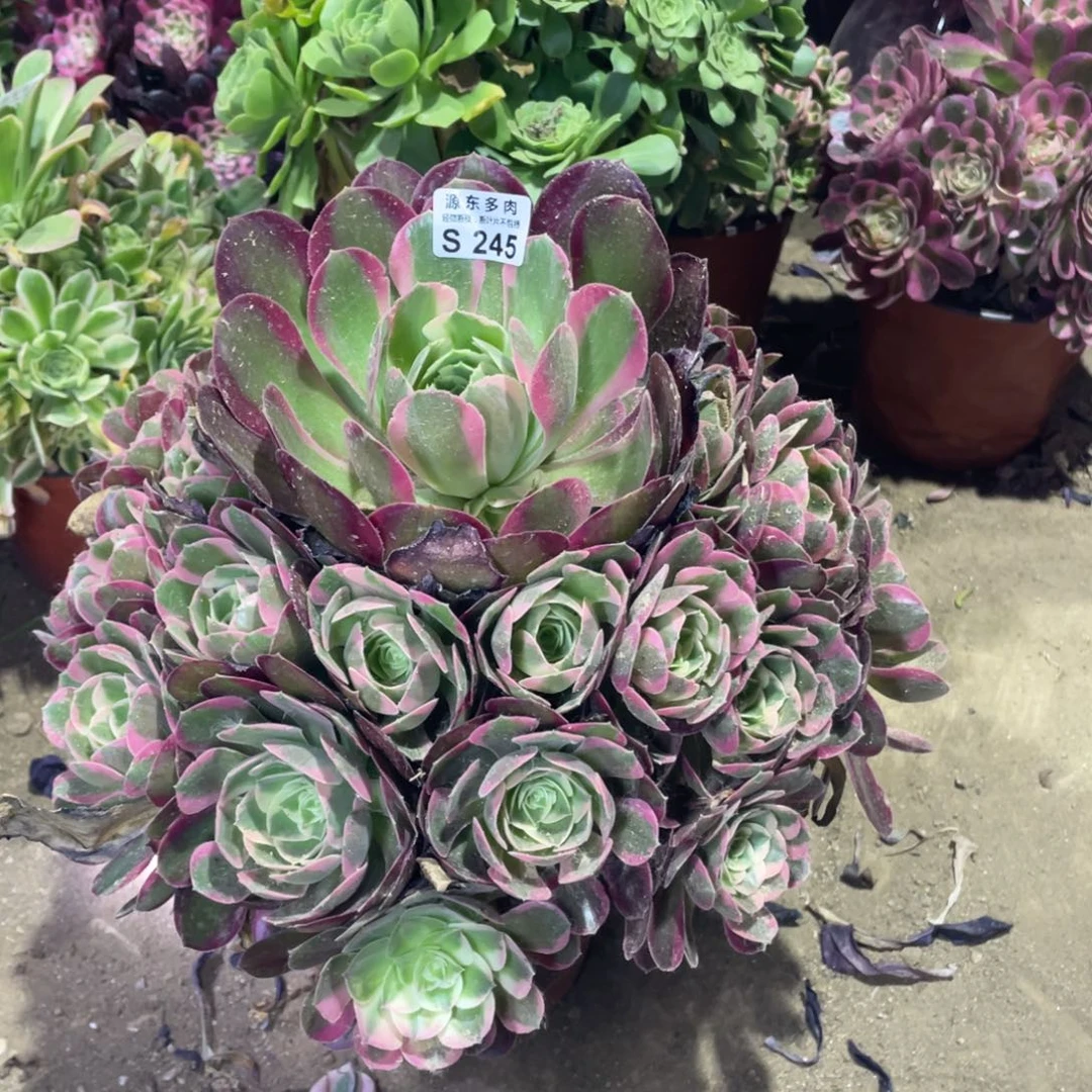 245妖月多肉法师断枝不包