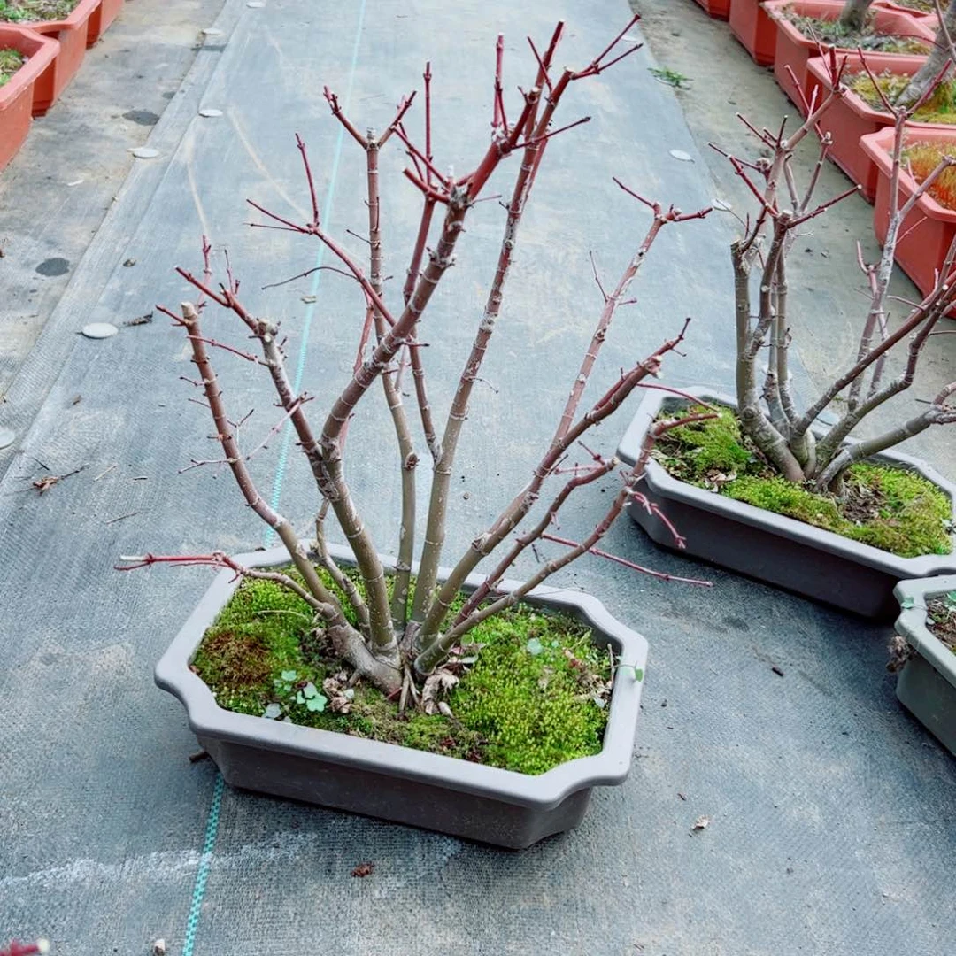 康*枫树等枫树枫树