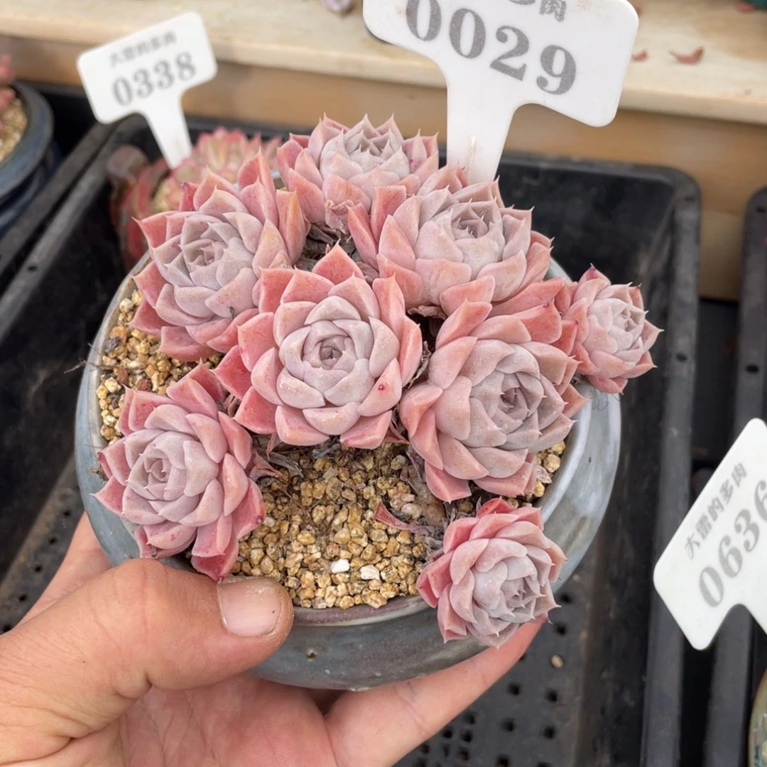 0029月影不带盆11厘米