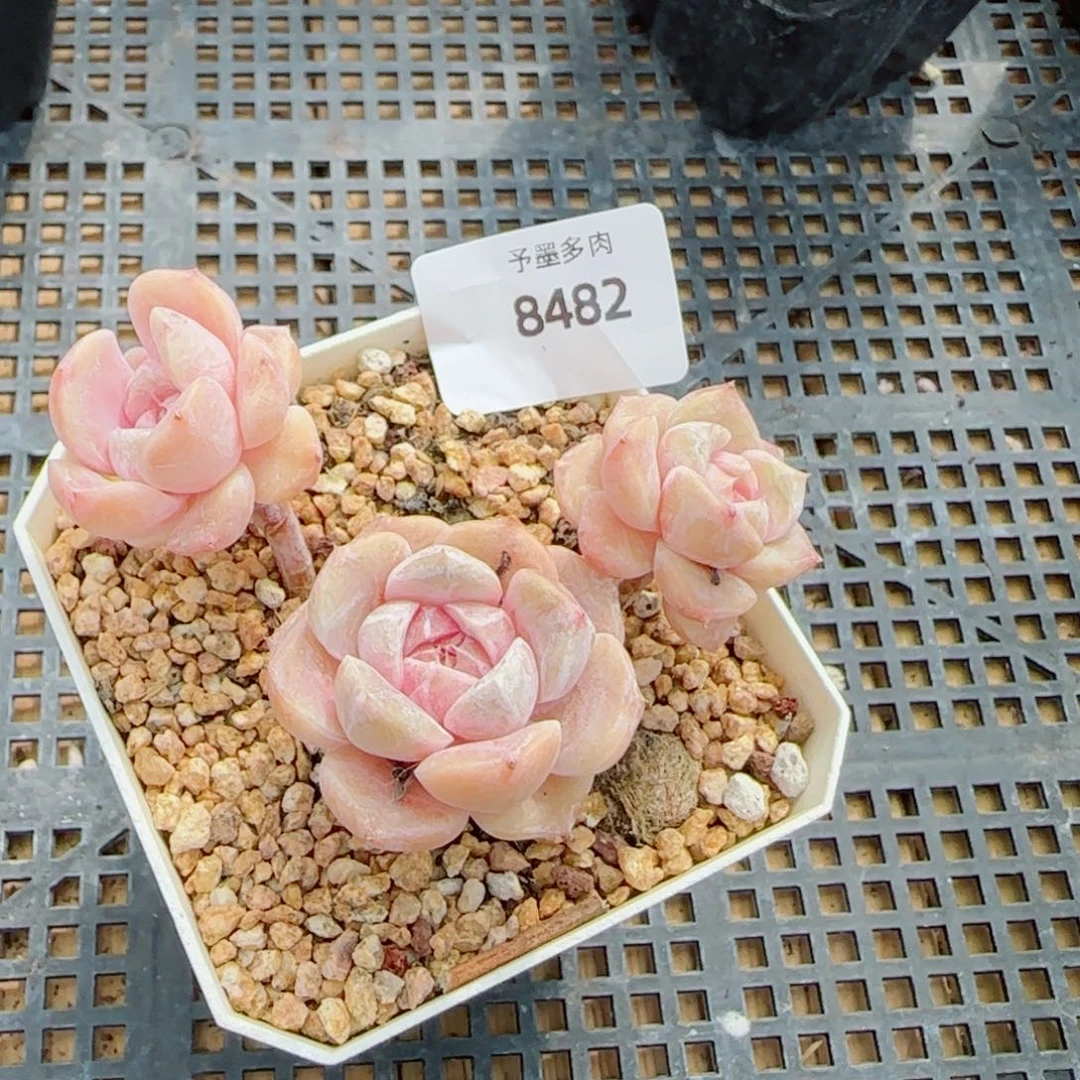 长杆汉堡无砍，8482多肉植物