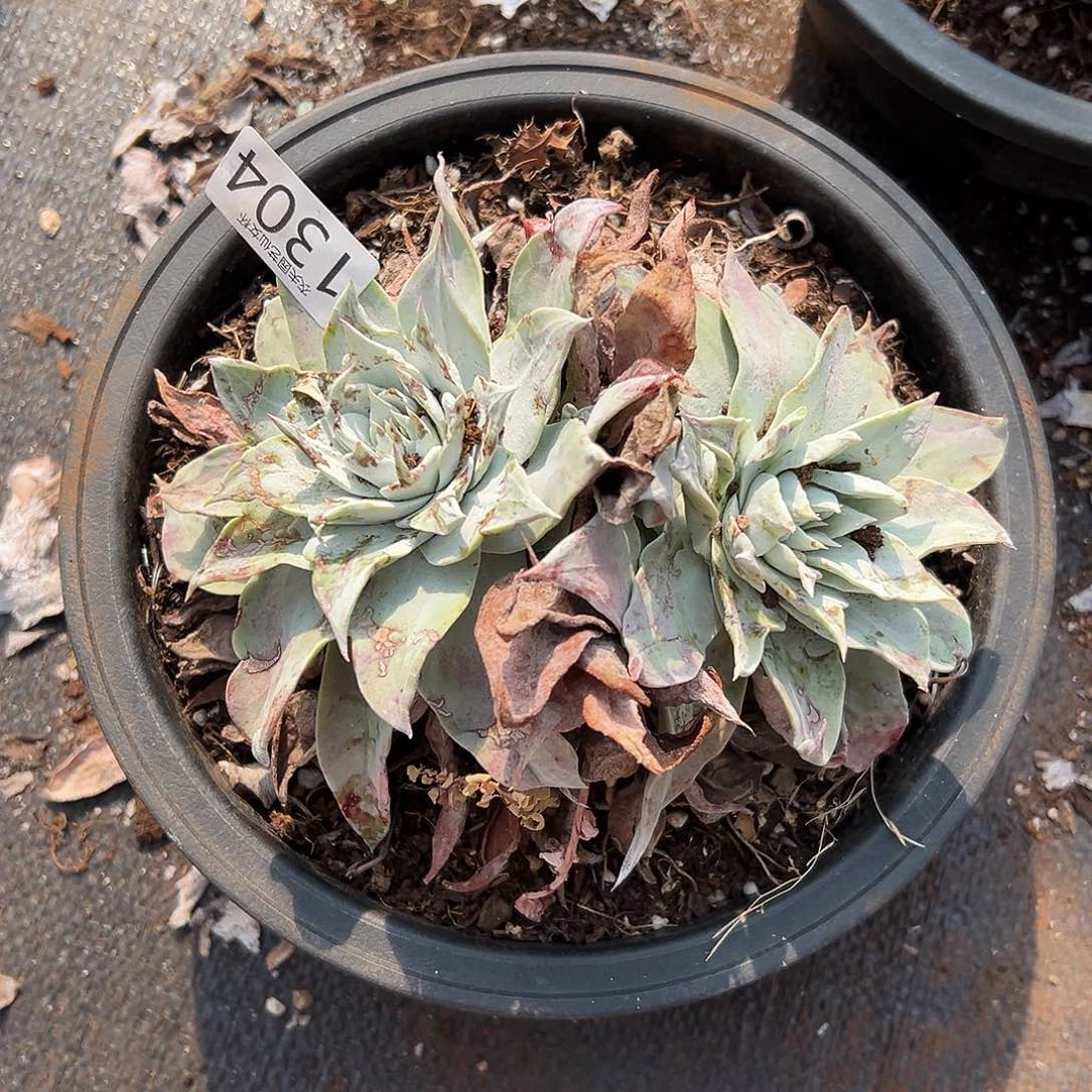 梁*杰雪山杂交圆叶苹果叶仙女杯多肉。