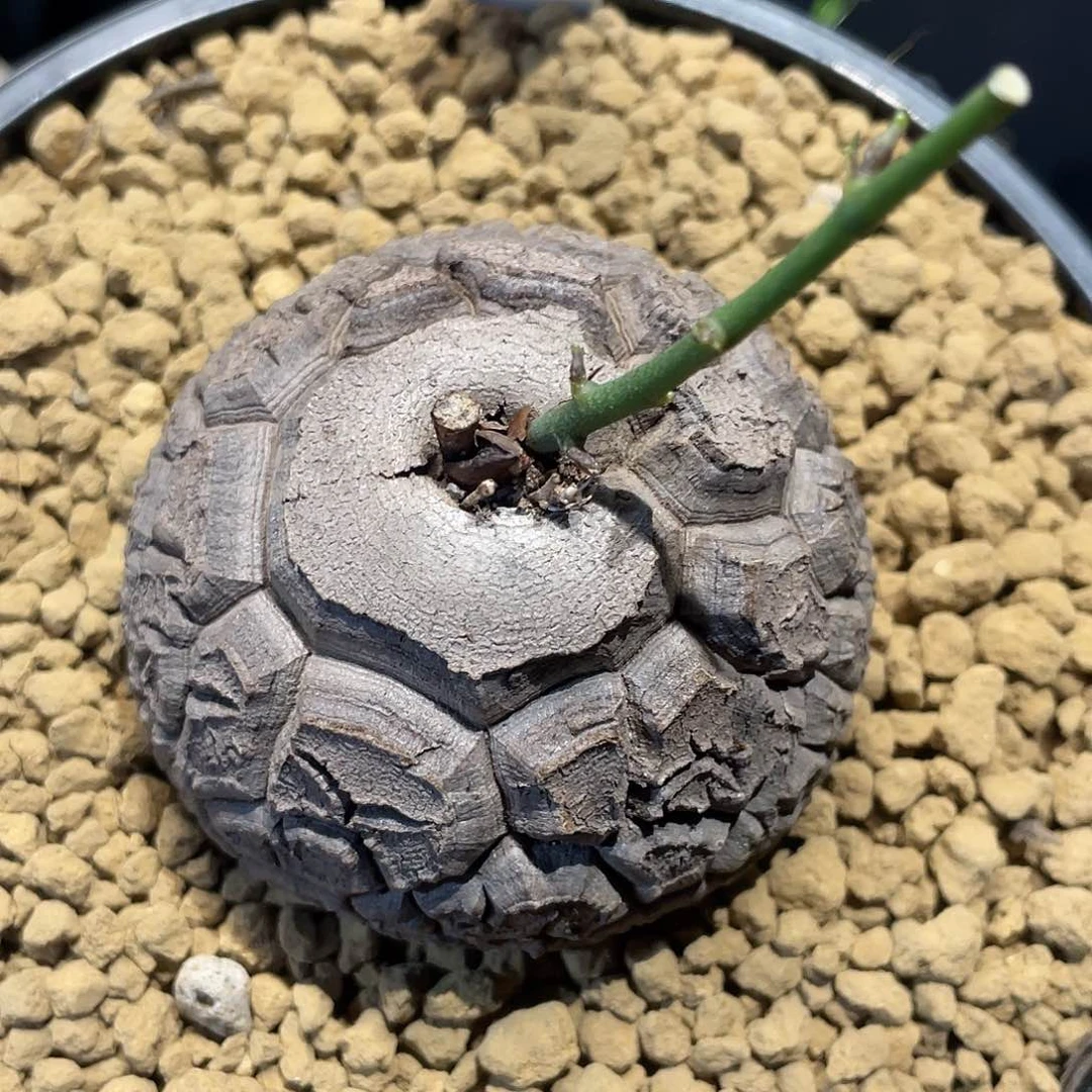 275大天眼龟甲龙6.4厘米