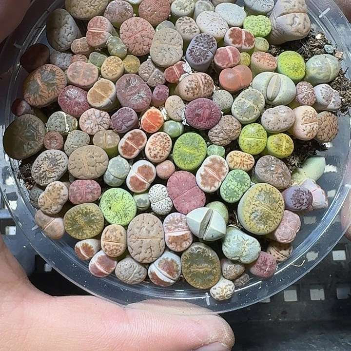 200 多肉植物多肉植物