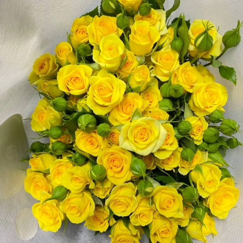 【满4单顺丰包邮】多头玫梦幻芭比 花晨达鲜花批发【20%损耗不售后】