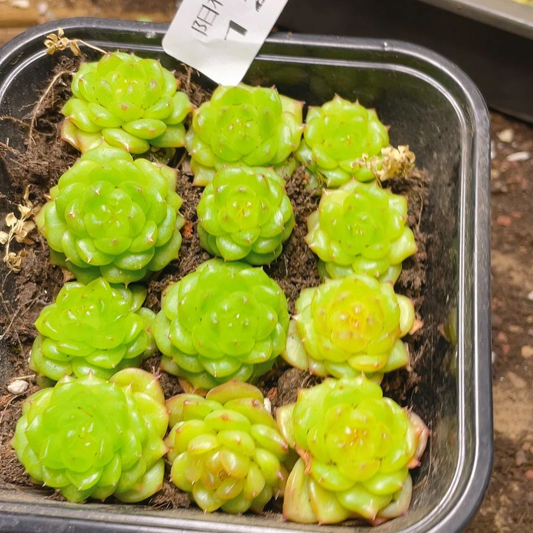 布***辣多肉植物多肉植物127