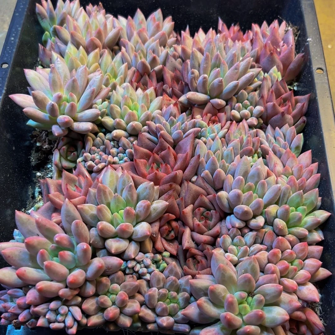 865多肉植物和植物在这里