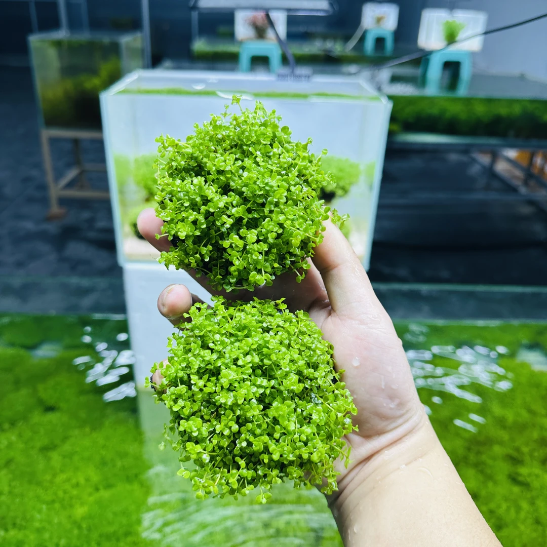拂晓水族（爬地矮珍珠）两颗坨草水草