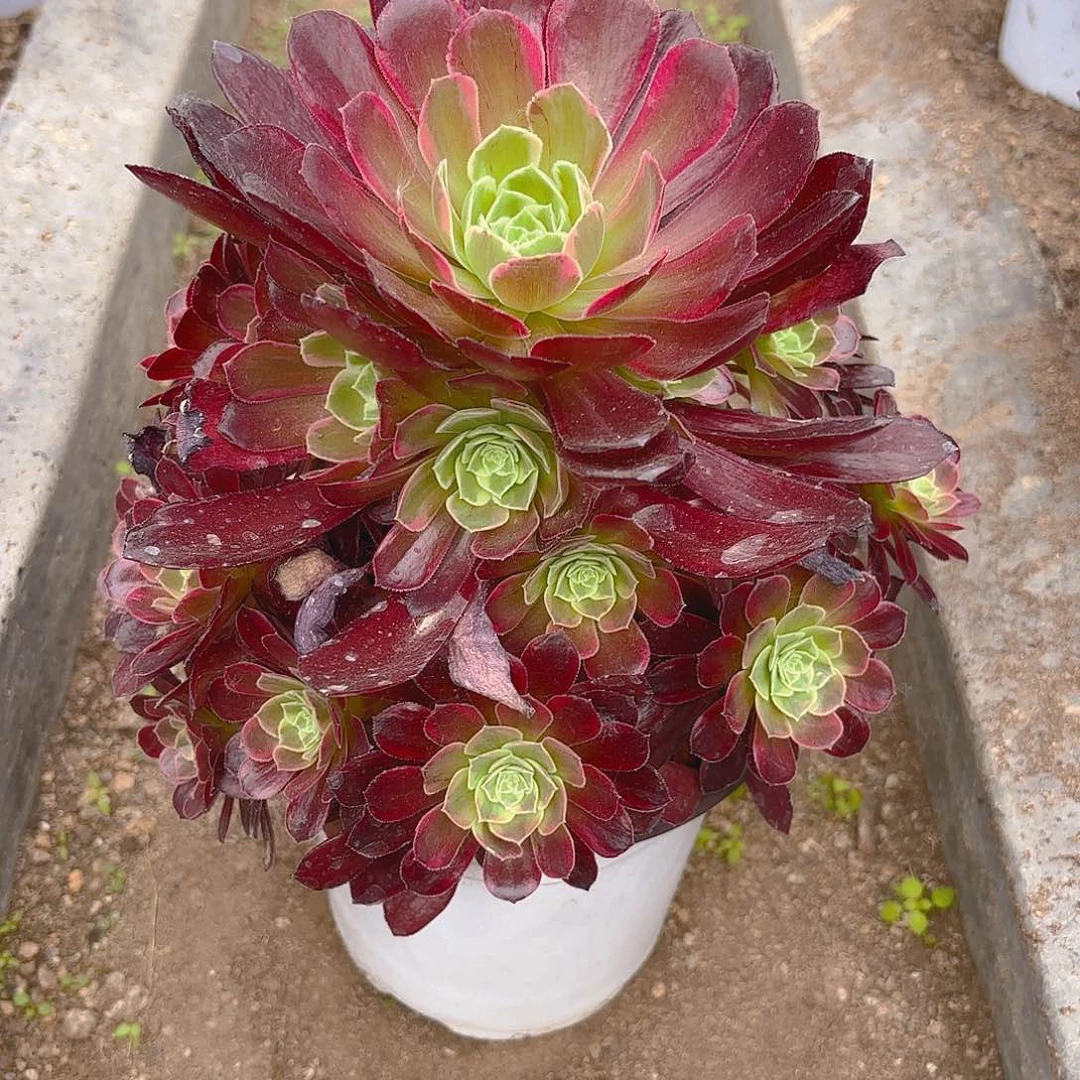 安纳手捧多肉植物