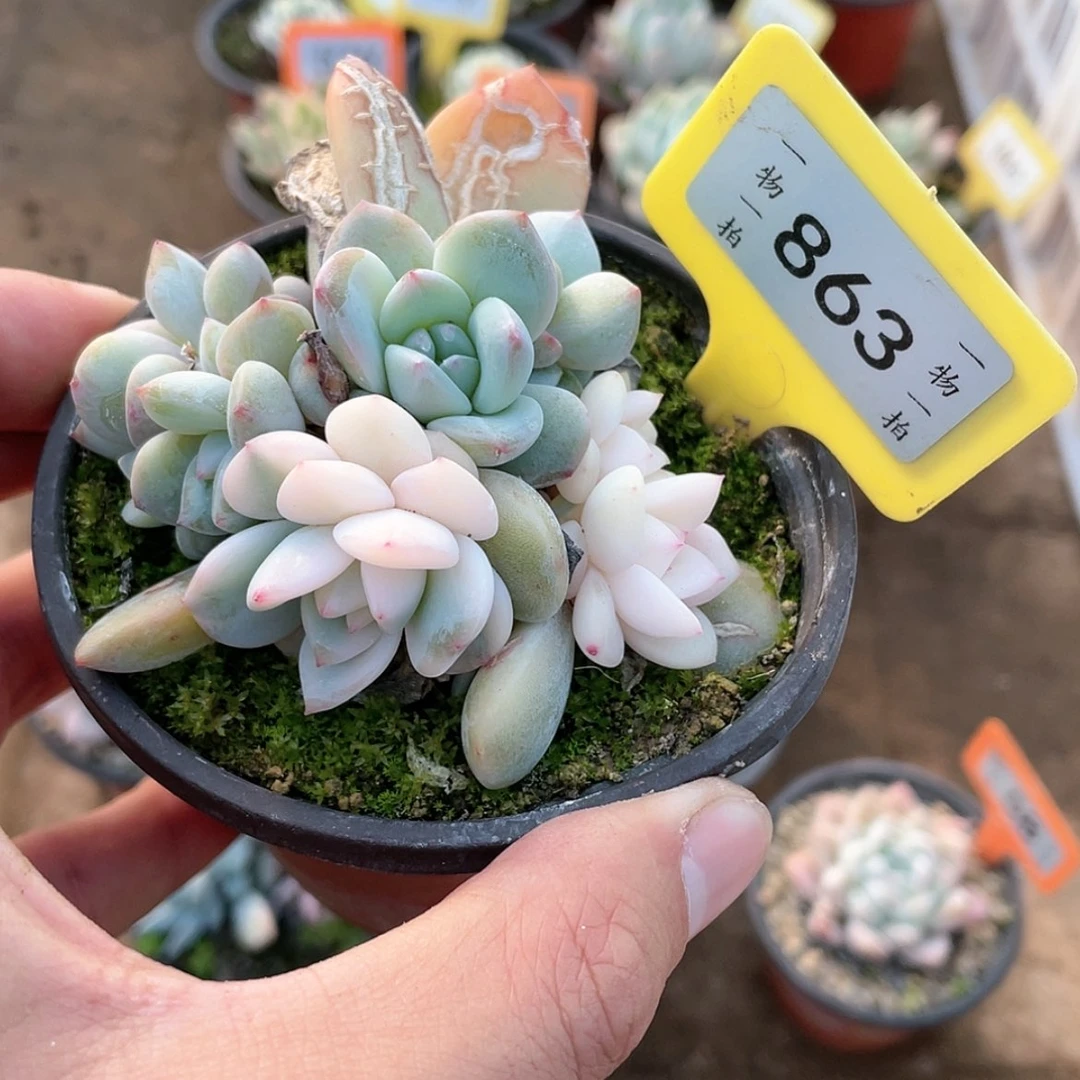 【闪购商品】863砍头群