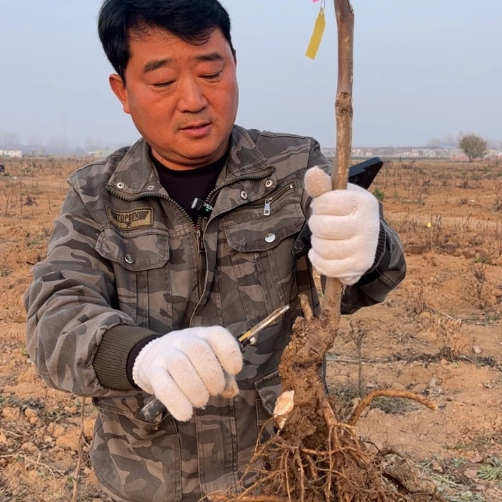 【闪购商品】当前无花栽培后可以开花花王10