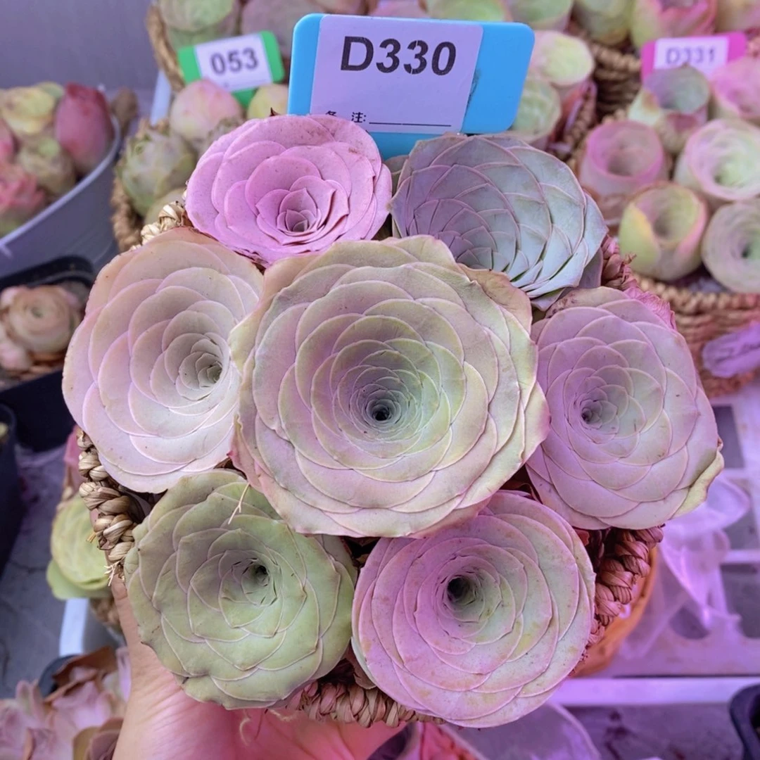 山地玫瑰一物一拍D330