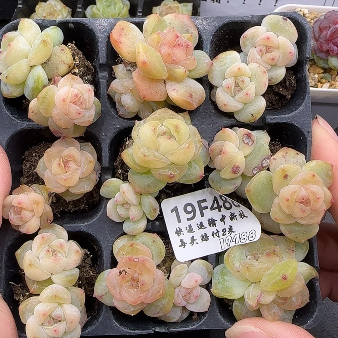 488九棵不保整【满29包邮非偏远】