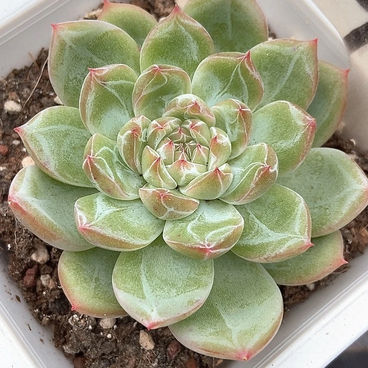 多肉植物雪花952多肉
