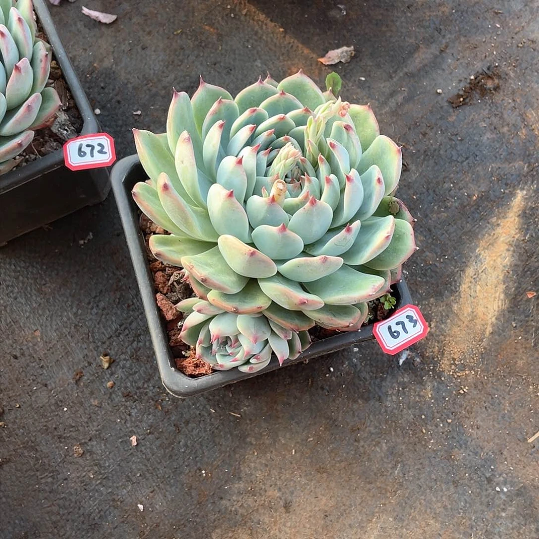 673杂一物一拍多肉