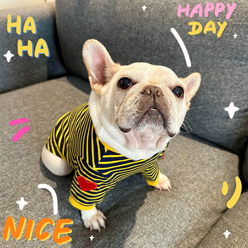 防掉毛爱心打底衫棉氨弹力条纹爱心猫狗衣服宠物衣服泰迪雪纳瑞