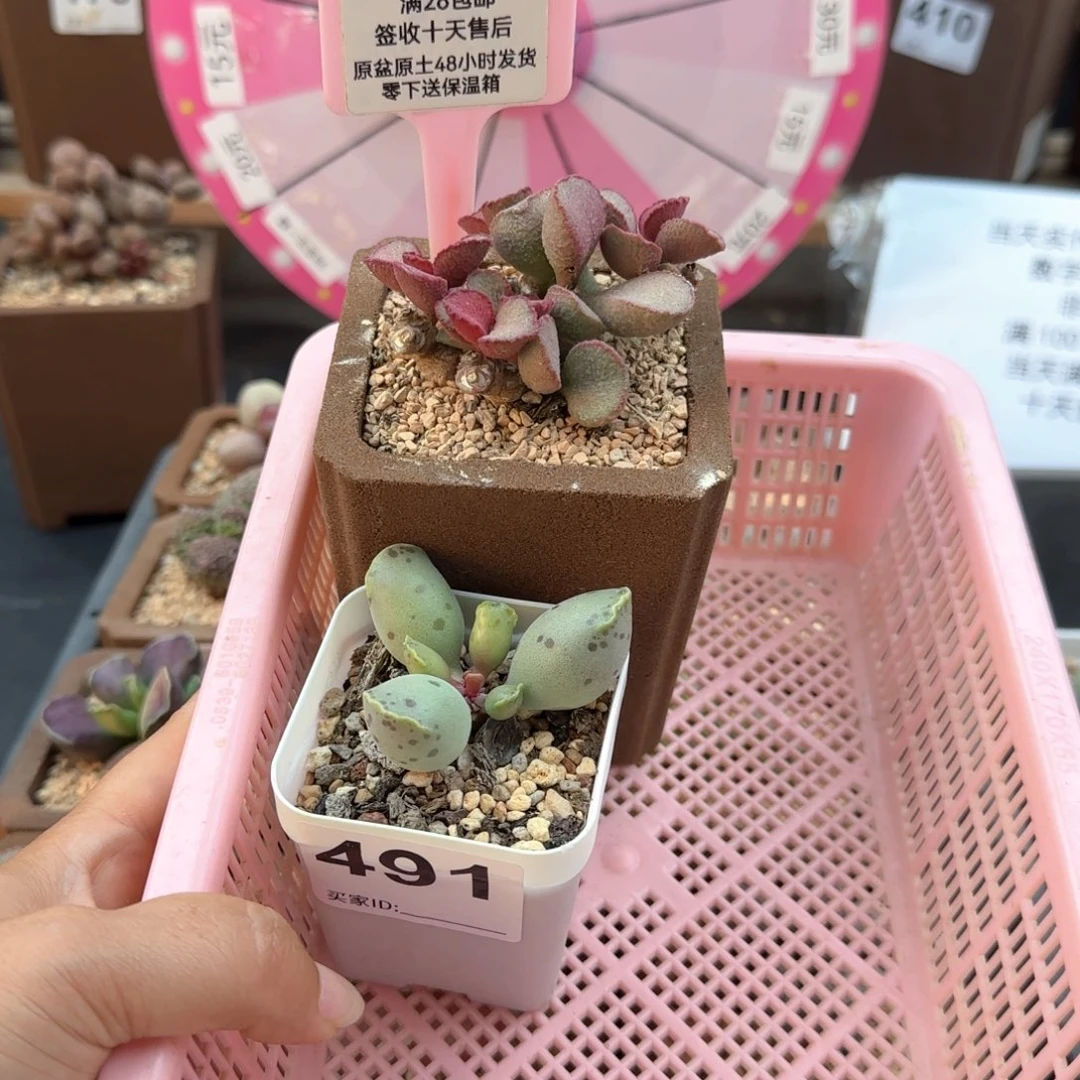 大**?491黄金海报妖姬多肉植物