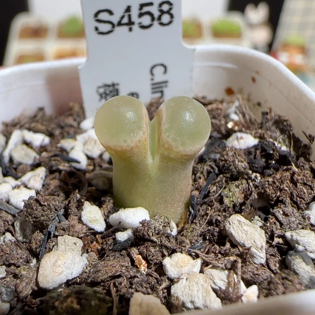 肉锥多肉植物组合-粉樱1314