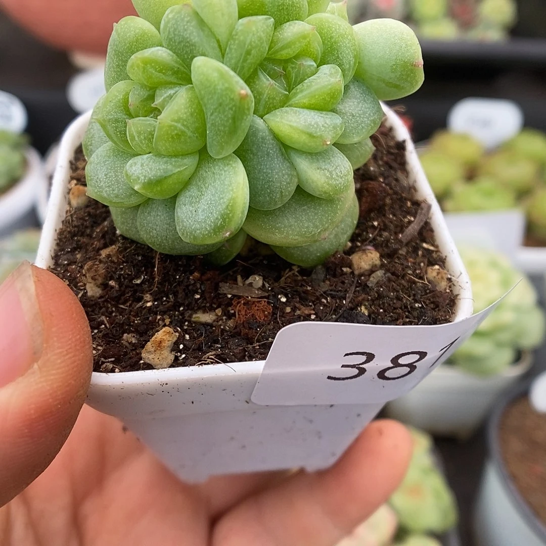 一物一拍一物一拍926-381