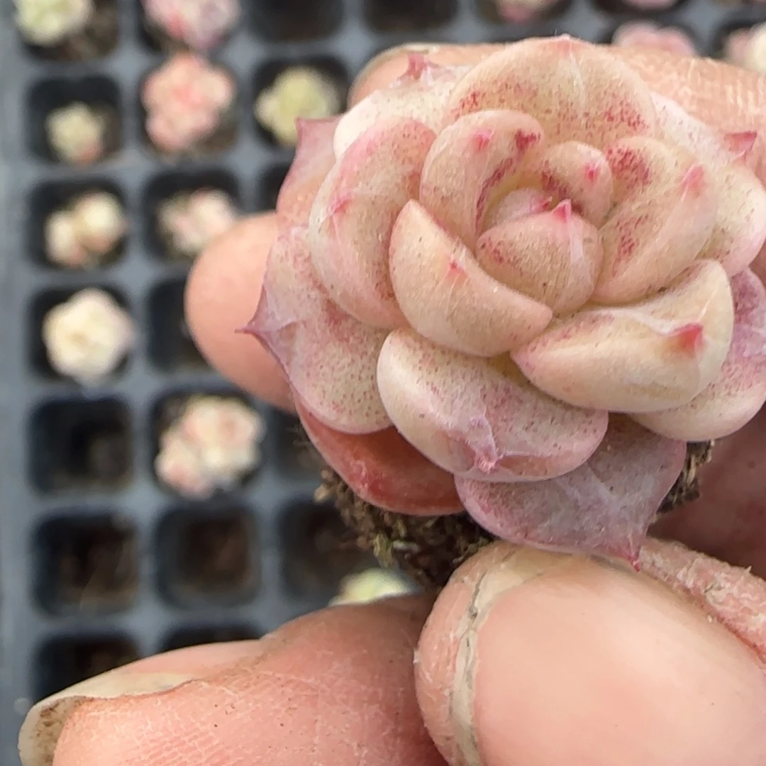 多肉小卡拉米糖心一物一拍