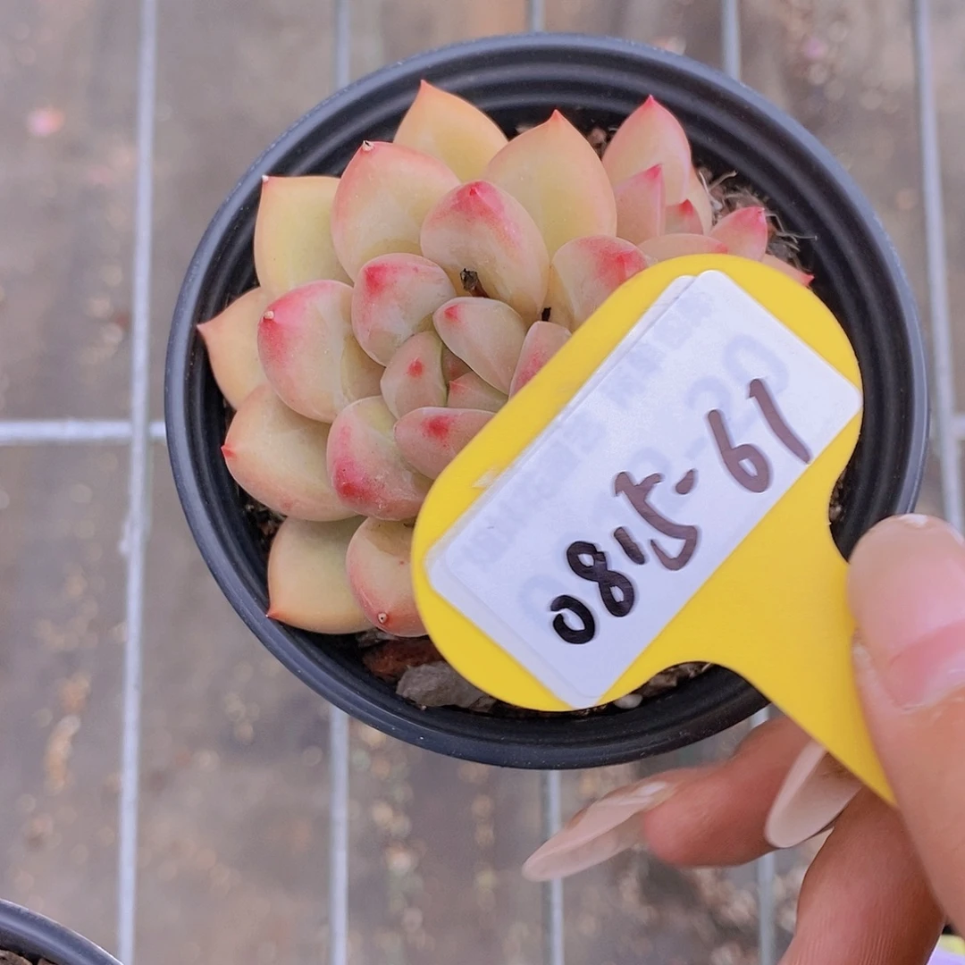 樂***子0815-61-专拍胖黄体美人福利一颗